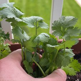 Photo of the plant species Cilantro 'Filtro' by @GemBanana27 named Aria on Greg, the plant care app