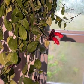 Photo of the plant species Lipstick black by @LordFrogbit21 named Leonardo on Greg, the plant care app