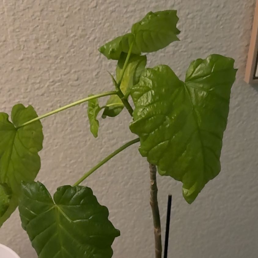 Photo of the plant species Ficus umbellata by @GentleZebrina28 named Naomi on Greg, the plant care app
