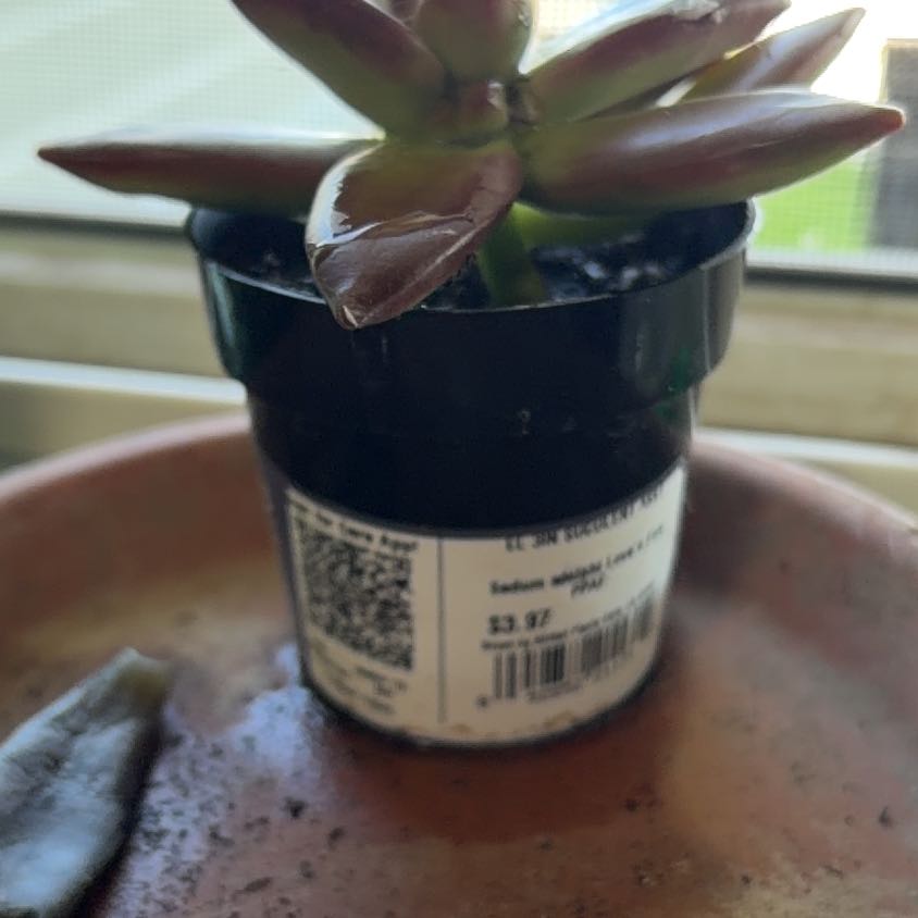 Photo of the plant species Sedum Adolfi by @FerventAlula11 named Spike Leaves on Greg, the plant care app