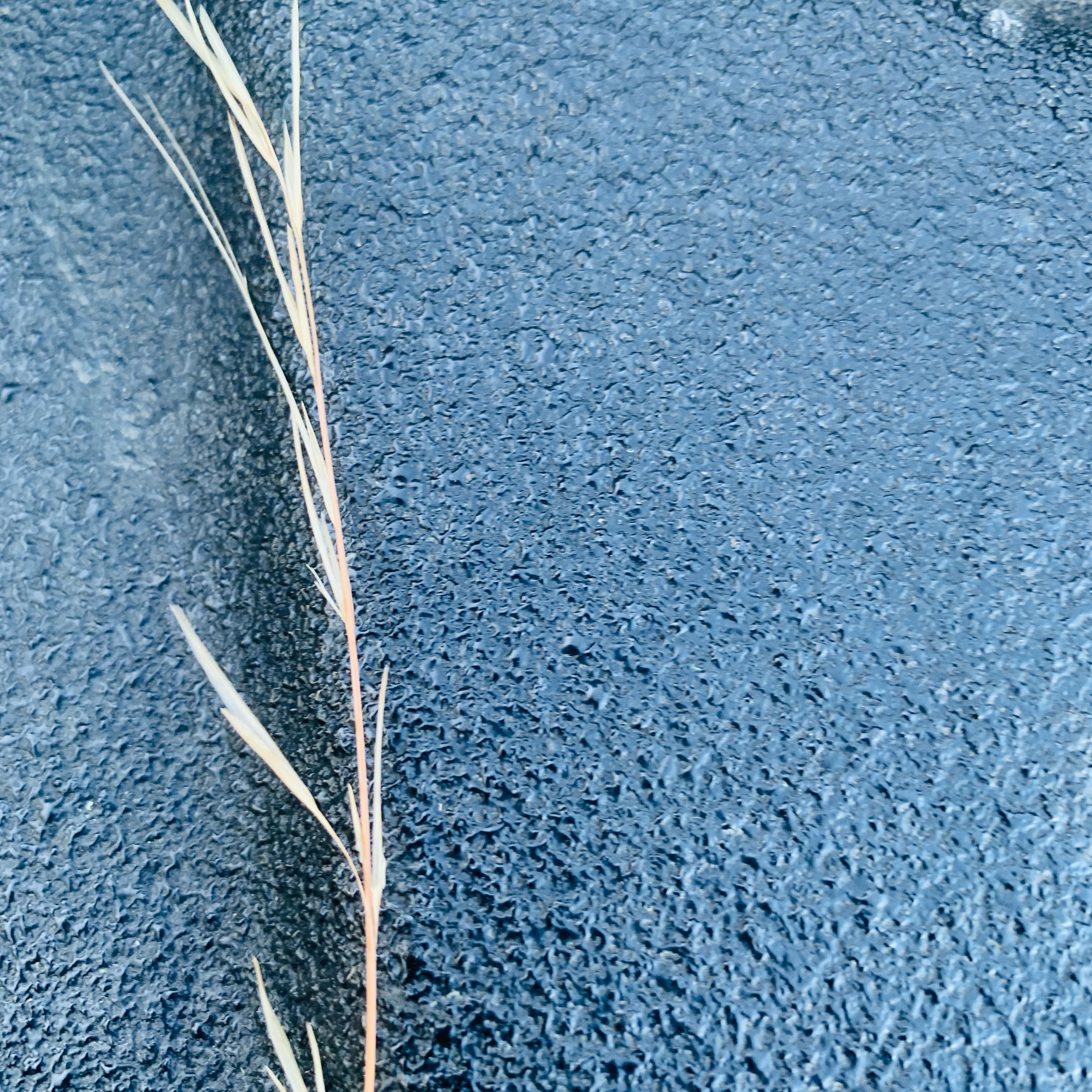 Photo of the plant species Silver Tussock by @YeahChives38 named Sigmund on Greg, the plant care app