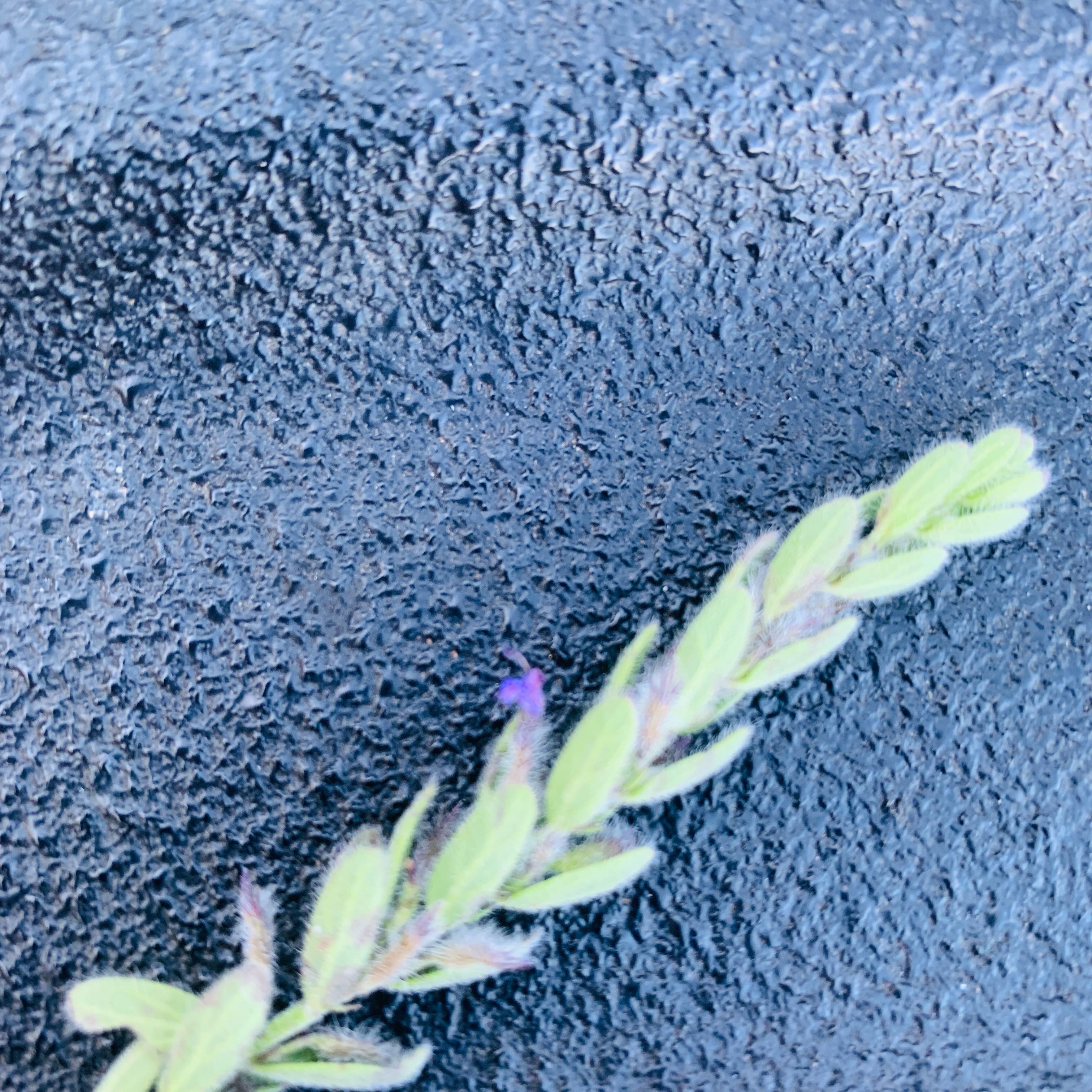 Photo of the plant species Winter Ryegrass by @YeahChives38 named Maya on Greg, the plant care app