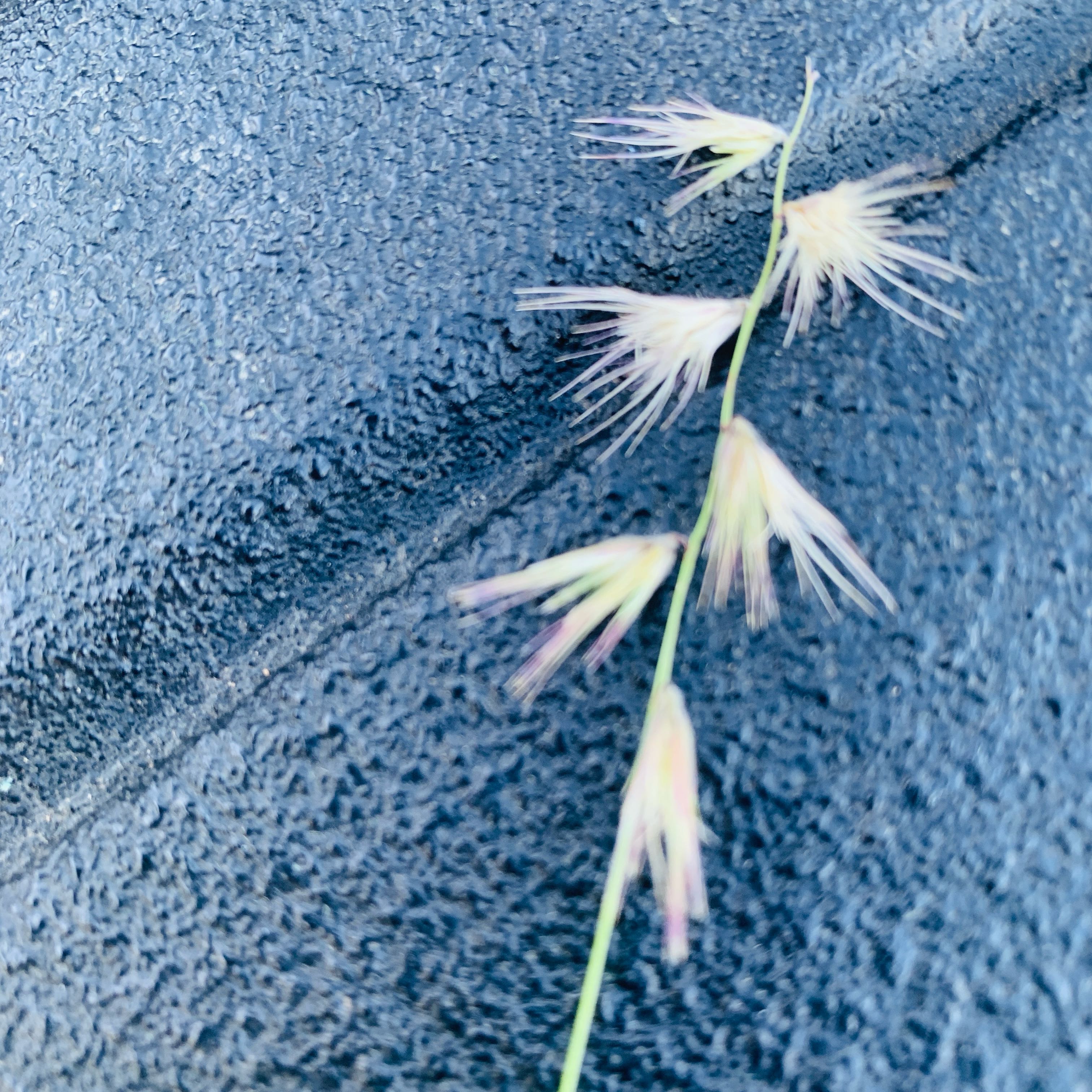 Photo of the plant species Annual Ryegrass by @YeahChives38 named Plato on Greg, the plant care app