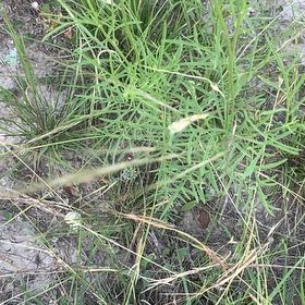 Photo of the plant species Atkinson's Tickseed by @YeahChives38 named Anne on Greg, the plant care app