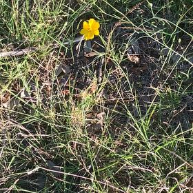 Photo of the plant species Atkinson's Tickseed by @YeahChives38 named Rainier on Greg, the plant care app