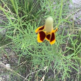 Photo of the plant species Atkinson's Tickseed by @YeahChives38 named Einstein on Greg, the plant care app