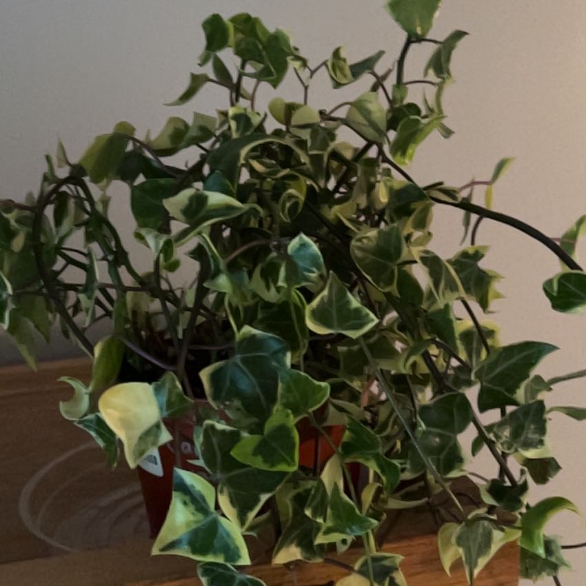 Photo of the plant species Variegated Wax Ivy by @CleanRockfig42 named Ivy on Greg, the plant care app