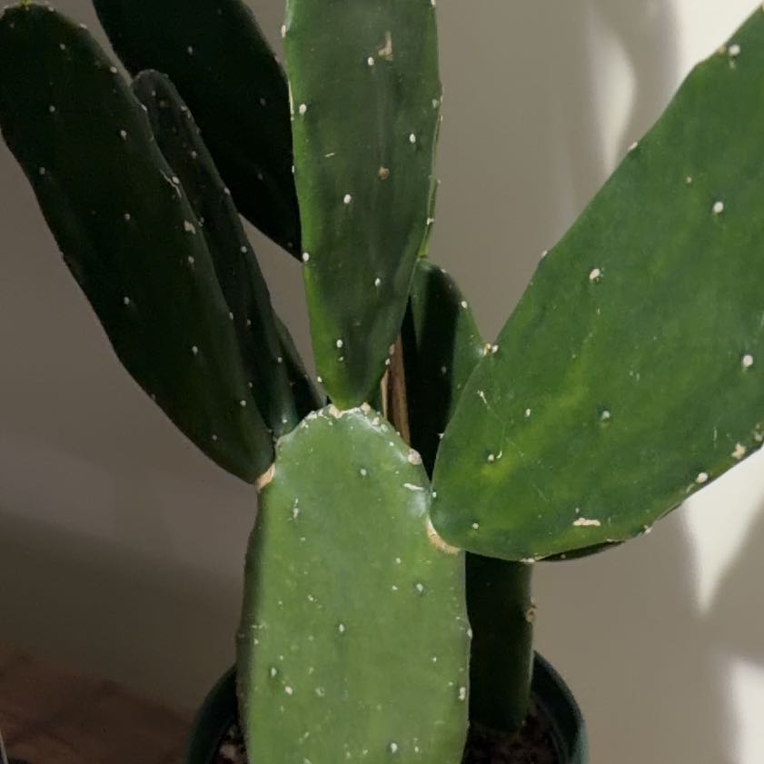 Photo of the plant species Cochineal Cactus by @DistinctAsarina named Scarlett on Greg, the plant care app