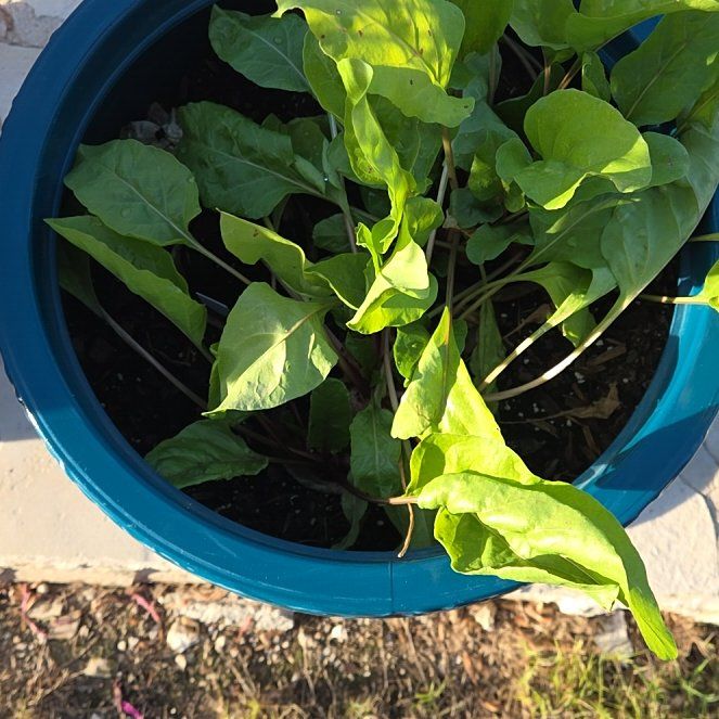 Photo of the plant species Common Beet by @FullLacealoe72 named ChloroPhil on Greg, the plant care app