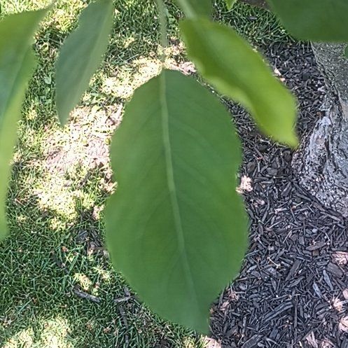 Photo of the plant species Mexican Flowering Dogwood by @FirstPapaya42 named Lola on Greg, the plant care app