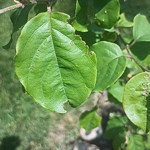 Photo of the plant species Quince by @FirstPapaya42 named Navajo on Greg, the plant care app