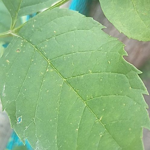 Photo of the plant species Green Ash by @FirstPapaya42 named Tolkien on Greg, the plant care app