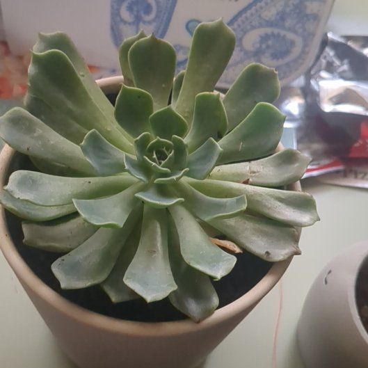 Photo of the plant species Echeveria 'Allegra' by @ProudHoyalisa94 named Achilles on Greg, the plant care app