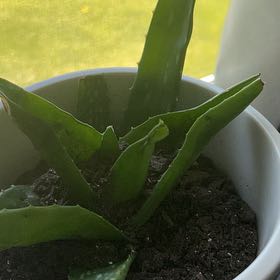 Photo of the plant species Agave Raksasa by @KookyWeed23 named Foxxy on Greg, the plant care app