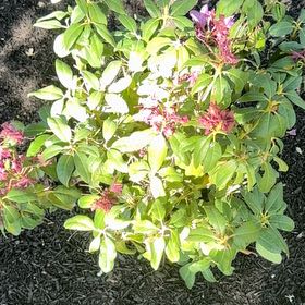 Photo of the plant species Calico Bush by @PetHoyajade23 named Kesha on Greg, the plant care app