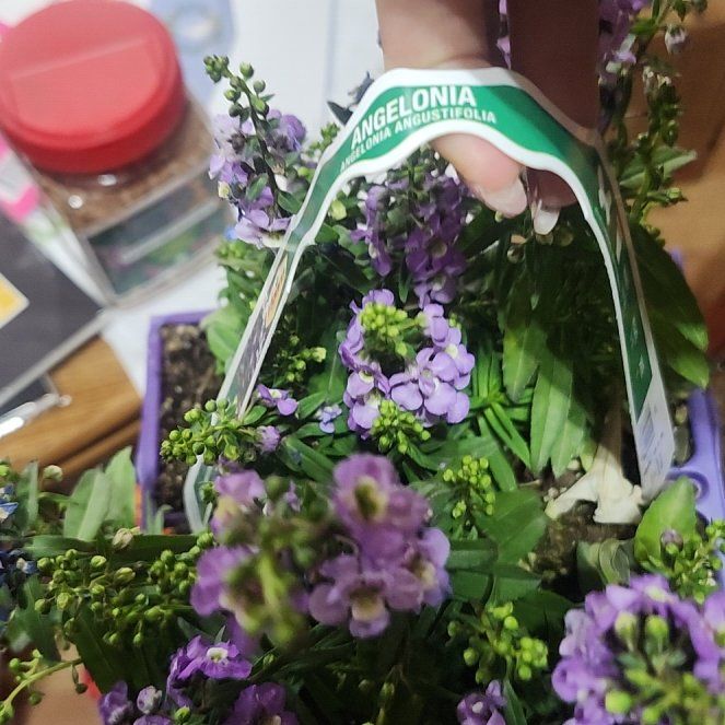 Photo of the plant species Angelonia by @SensitiveRye64 named Barbra on Greg, the plant care app