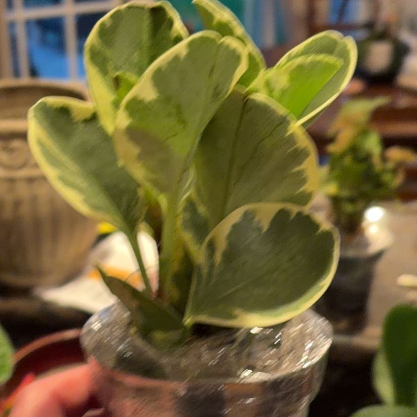 Photo of the plant species Golden Gate Peperomia by @HotPeanut66 named Remington on Greg, the plant care app