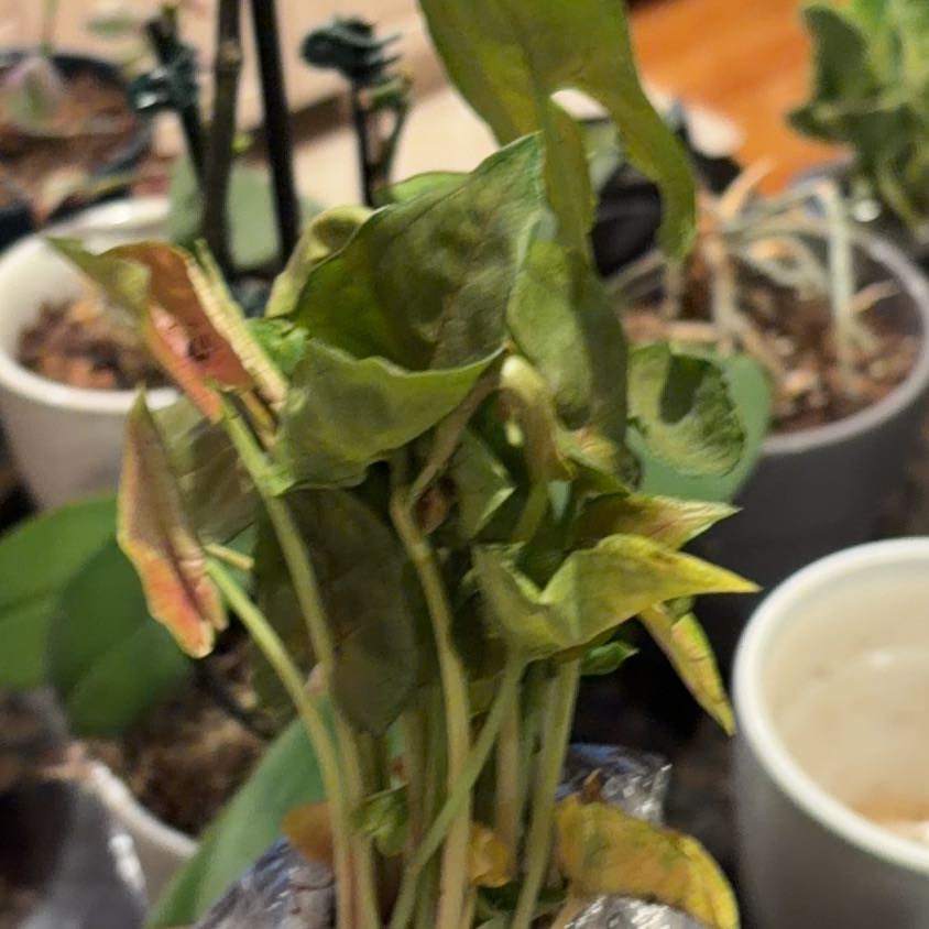 Photo of the plant species Syngonium 'Maria Allusion' by @HotPeanut66 named Lavender on Greg, the plant care app