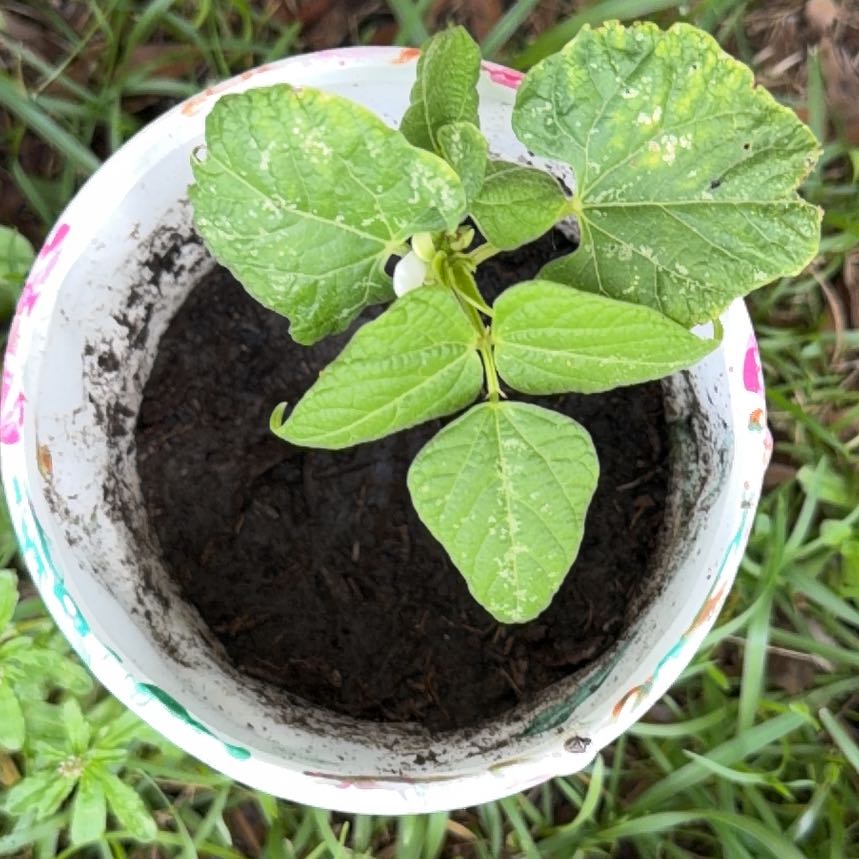 Photo of the plant species Common Bean by @AceStonepine19 named Beckham on Greg, the plant care app