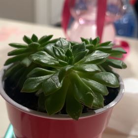 Photo of the plant species Sedeveria 'Letizia' by @ChummyWinika16 named da Vinci on Greg, the plant care app