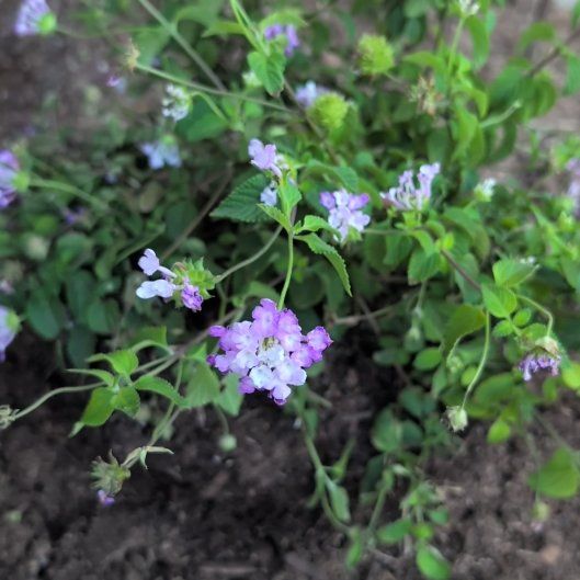 Photo of the plant species Trailing Lantana by @BrendaGisMe named Kesha on Greg, the plant care app