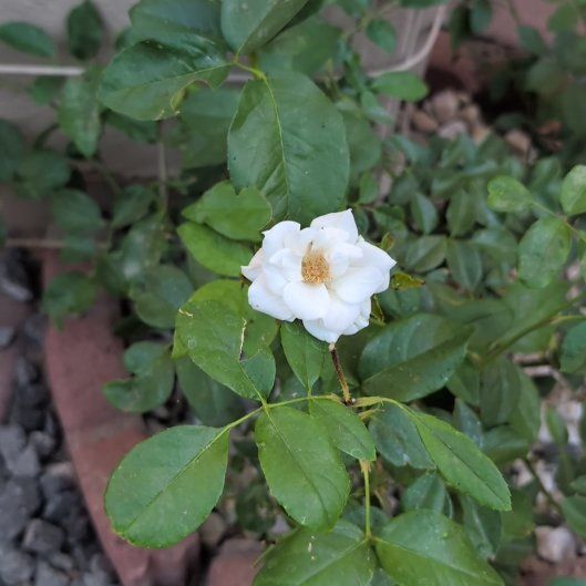 Photo of the plant species Evergreen Rose by @BrendaGisMe named Ronaldo on Greg, the plant care app