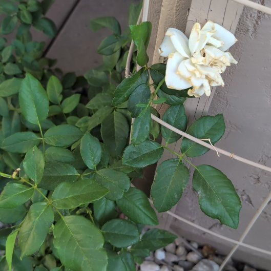 Photo of the plant species Evergreen Rose by @BrendaGisMe named Rihanna on Greg, the plant care app