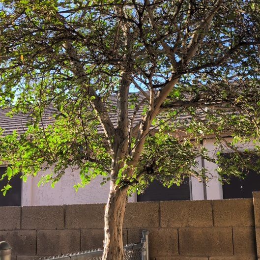 Photo of the plant species Cape Myrtle by @BrendaGisMe named Harmony on Greg, the plant care app