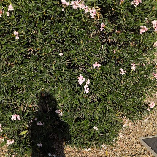 Photo of the plant species Dwarf Oleander by @BrendaGisMe named Harper on Greg, the plant care app