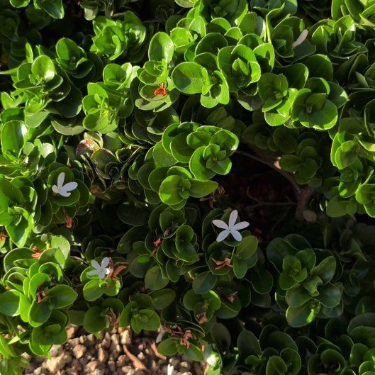 Photo of the plant species Natal Plum by @BrendaGisMe named Planty on Greg, the plant care app