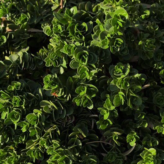 Photo of the plant species Natal Plum by @BrendaGisMe named Forrest on Greg, the plant care app