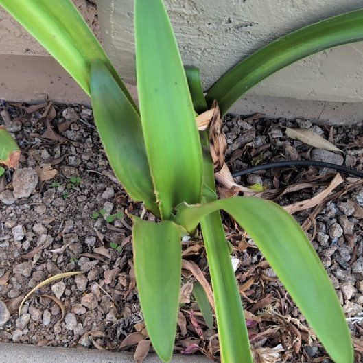 Photo of the plant species Amaryllis by @BrendaGisMe named Michelle Branch on Greg, the plant care app