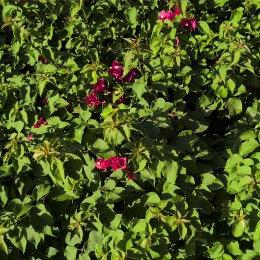 Photo of the plant species Lesser Bougainvillea by @BrendaGisMe named Demi on Greg, the plant care app
