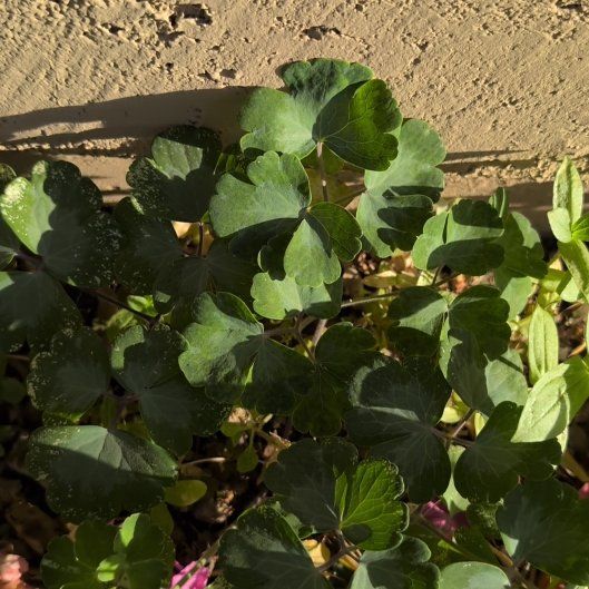 Photo of the plant species Common Columbine by @BrendaGisMe named Diana on Greg, the plant care app