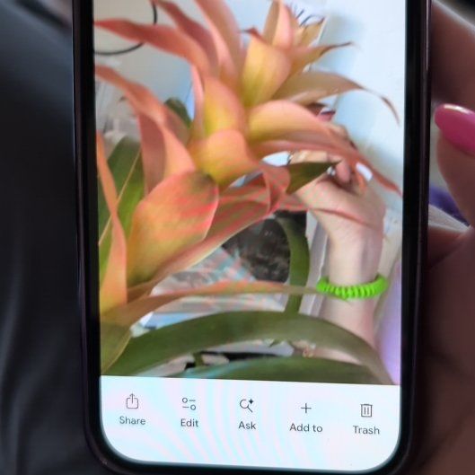 Photo of the plant species Bromeliad by @BrendaGisMe named Denali on Greg, the plant care app