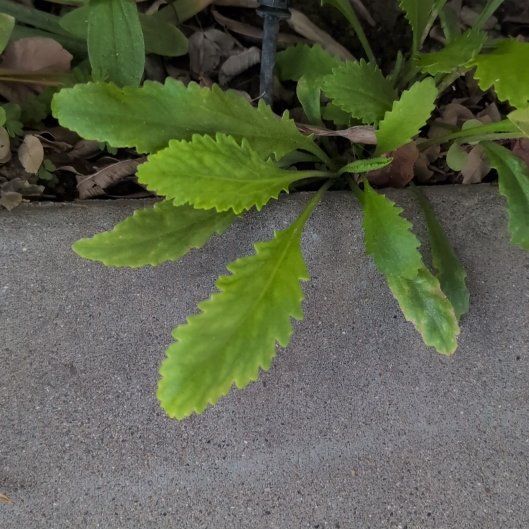 Photo of the plant species Max Chrysanthemum by @BrendaGisMe named Clooney on Greg, the plant care app