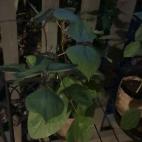 Photo of the plant species Hyacinth Bean by @FabBonsi33 named Emerson on Greg, the plant care app