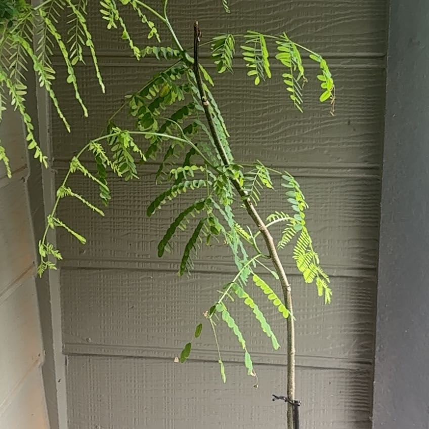 Photo of the plant species Royal Poinciana by @FabBonsi33 named Austen on Greg, the plant care app