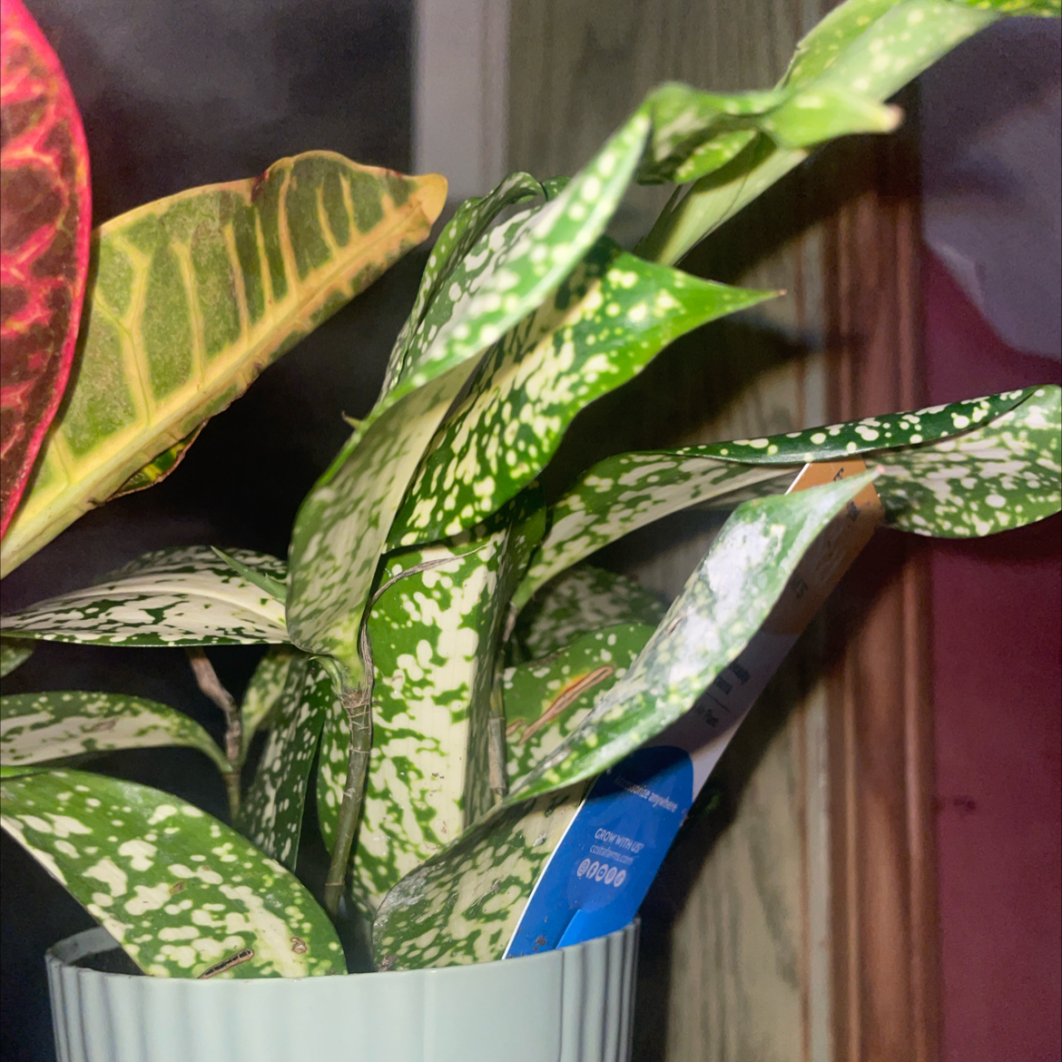 Photo of the plant species Dracaena 'Florida Beauty' by @RighteousCashew named Forgiveness on Greg, the plant care app