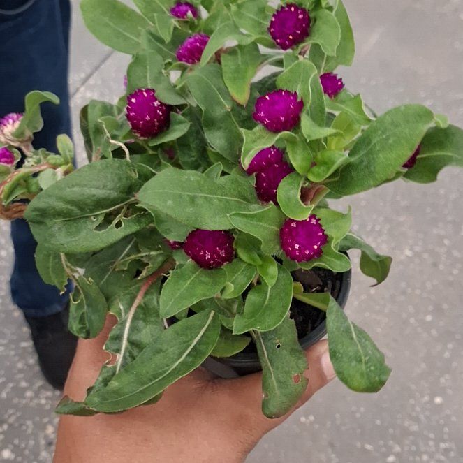 Photo of the plant species Globe Amaranth by @Kmarila0518 named Zion on Greg, the plant care app