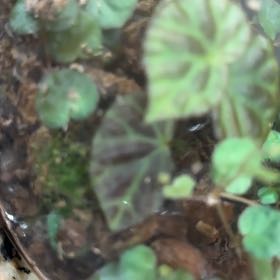 Photo of the plant species Cyclamen by @FoxyBiancini91 named Foxxy on Greg, the plant care app