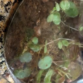 Photo of the plant species Whorled Pennywort by @FoxyBiancini91 named Achilles on Greg, the plant care app