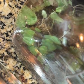 Photo of the plant species Common Duckmeat by @FoxyBiancini91 named Athena on Greg, the plant care app