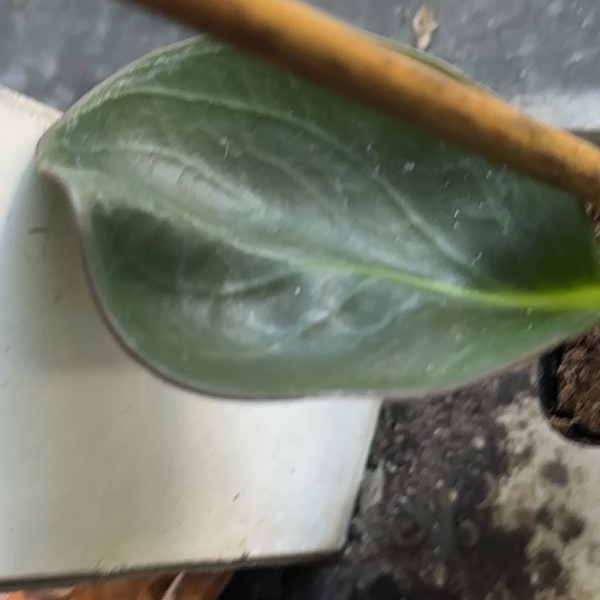 Photo of the plant species Coprosma Repens by @FoxyBiancini91 named Sahara on Greg, the plant care app