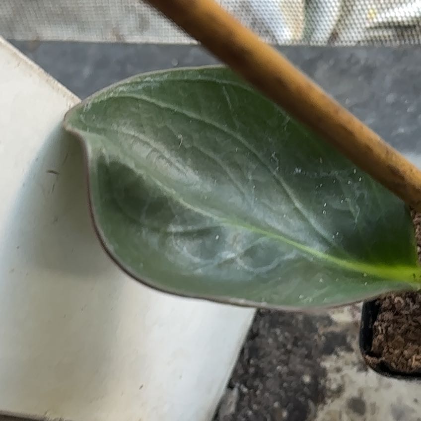 Photo of the plant species Coprosma Repens by @FoxyBiancini91 named Kardashian on Greg, the plant care app