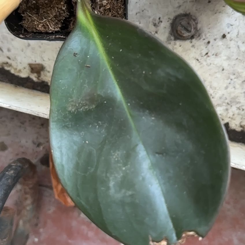 Photo of the plant species Karaka by @FoxyBiancini91 named Girlfrond on Greg, the plant care app
