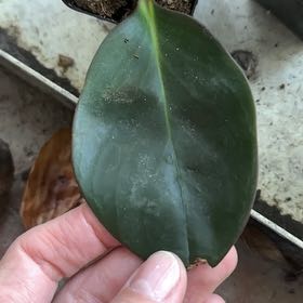 Photo of the plant species Karaka by @FoxyBiancini91 named Tupot amaroot on Greg, the plant care app