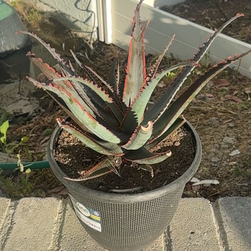 Photo of the plant species Aloe 'Swordfish' by @desertgarden80 named Sonora on Greg, the plant care app