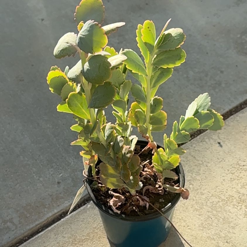 Photo of the plant species Lavender Scallops by @desertgarden80 named Walt on Greg, the plant care app
