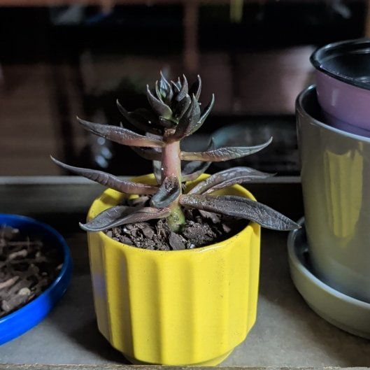Photo of the plant species Black Knight by @PotentAlula6 named Bieber on Greg, the plant care app